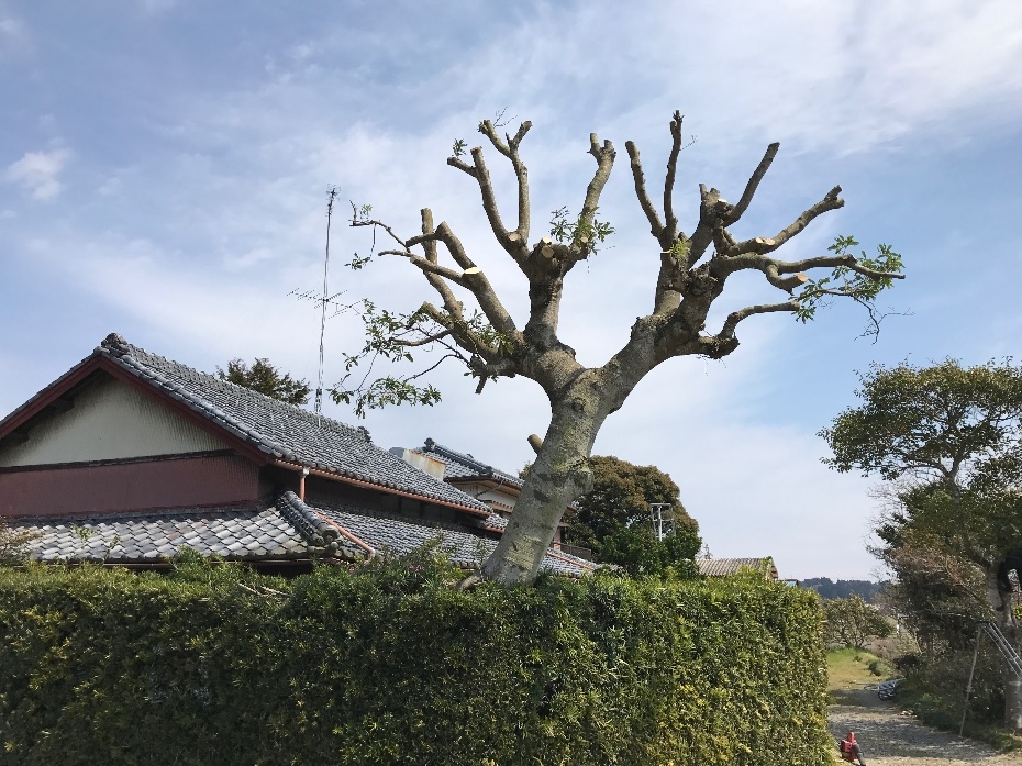 菊川市ヤマモモの剪定 静岡 外構 エクステリア ガーデンプラン季風庭