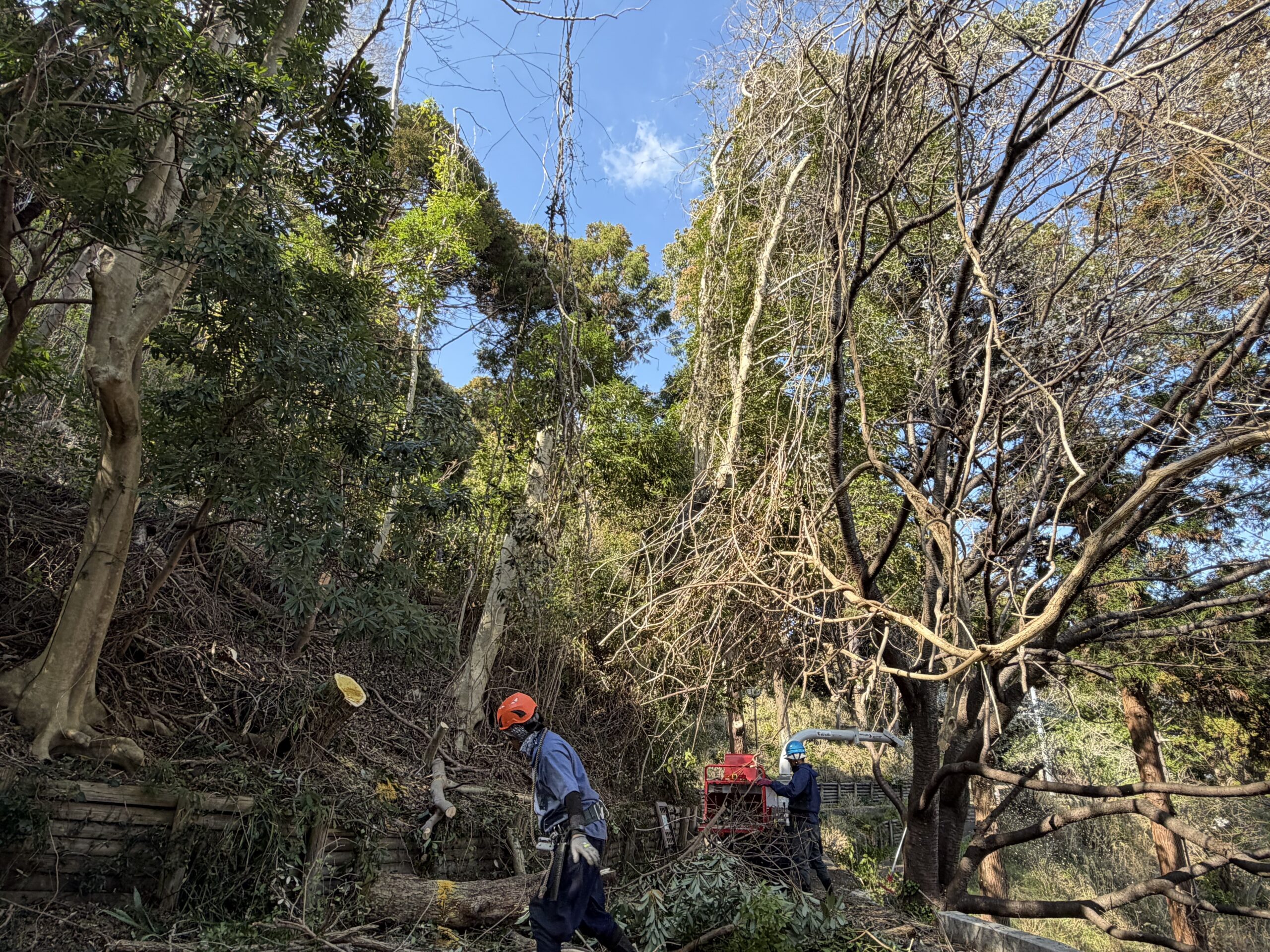 台風15号災害 公園樹木伐採工事（牧之原市）
