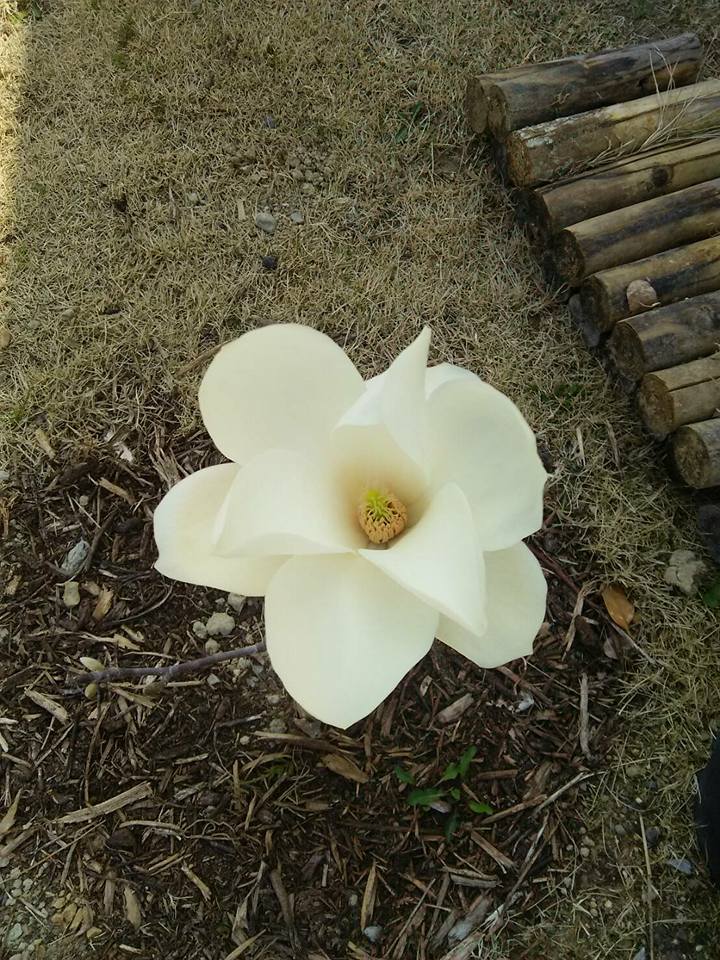 一輪の花の知らせ❁