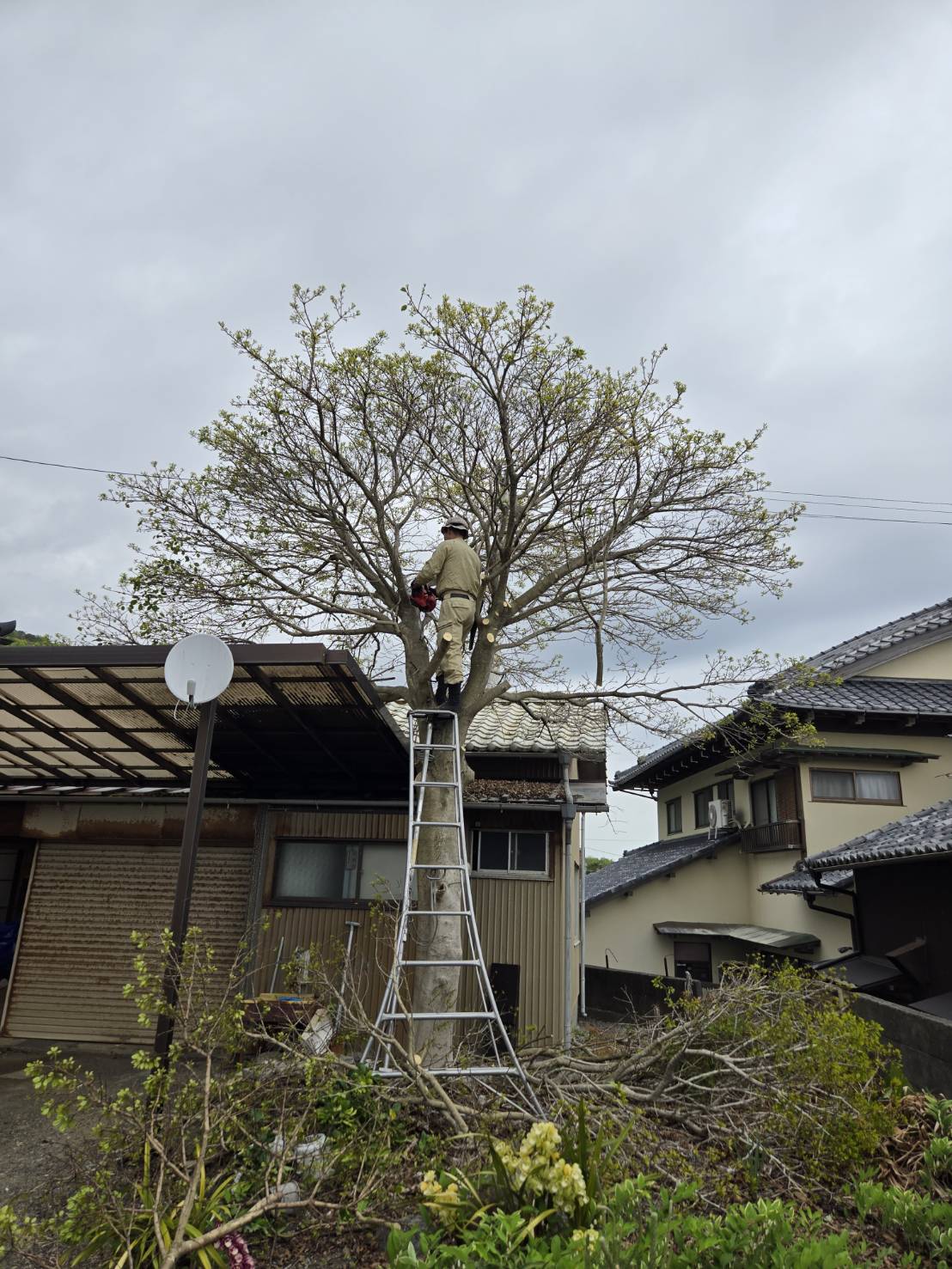 2階の屋根まで伸びたモチノキの伐採（静岡市清水区）