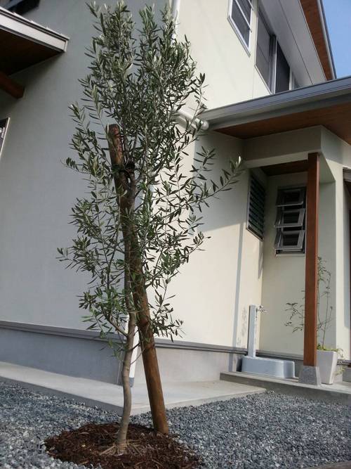 植栽のご依頼をいただきました☆