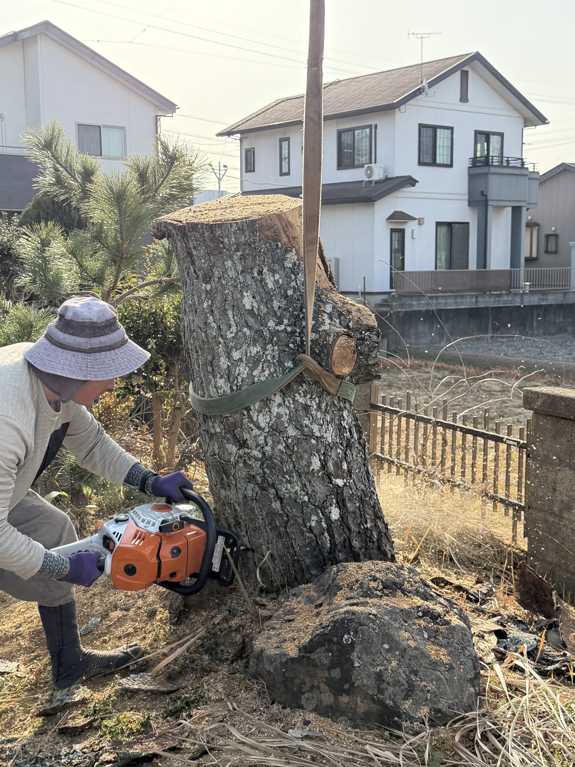 枯松とモミジの伐採工事を行いました（島田市）