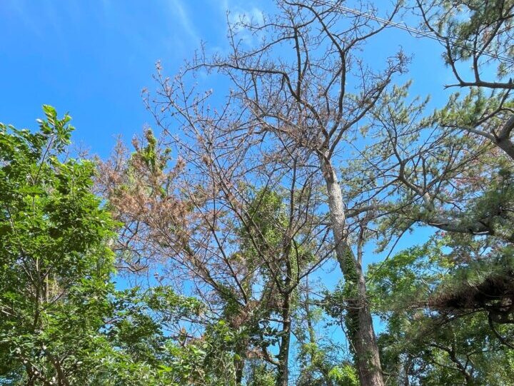 袋井市で雑木林の高木を特殊伐採｜安全第一で電線近くの伐採作業を実施