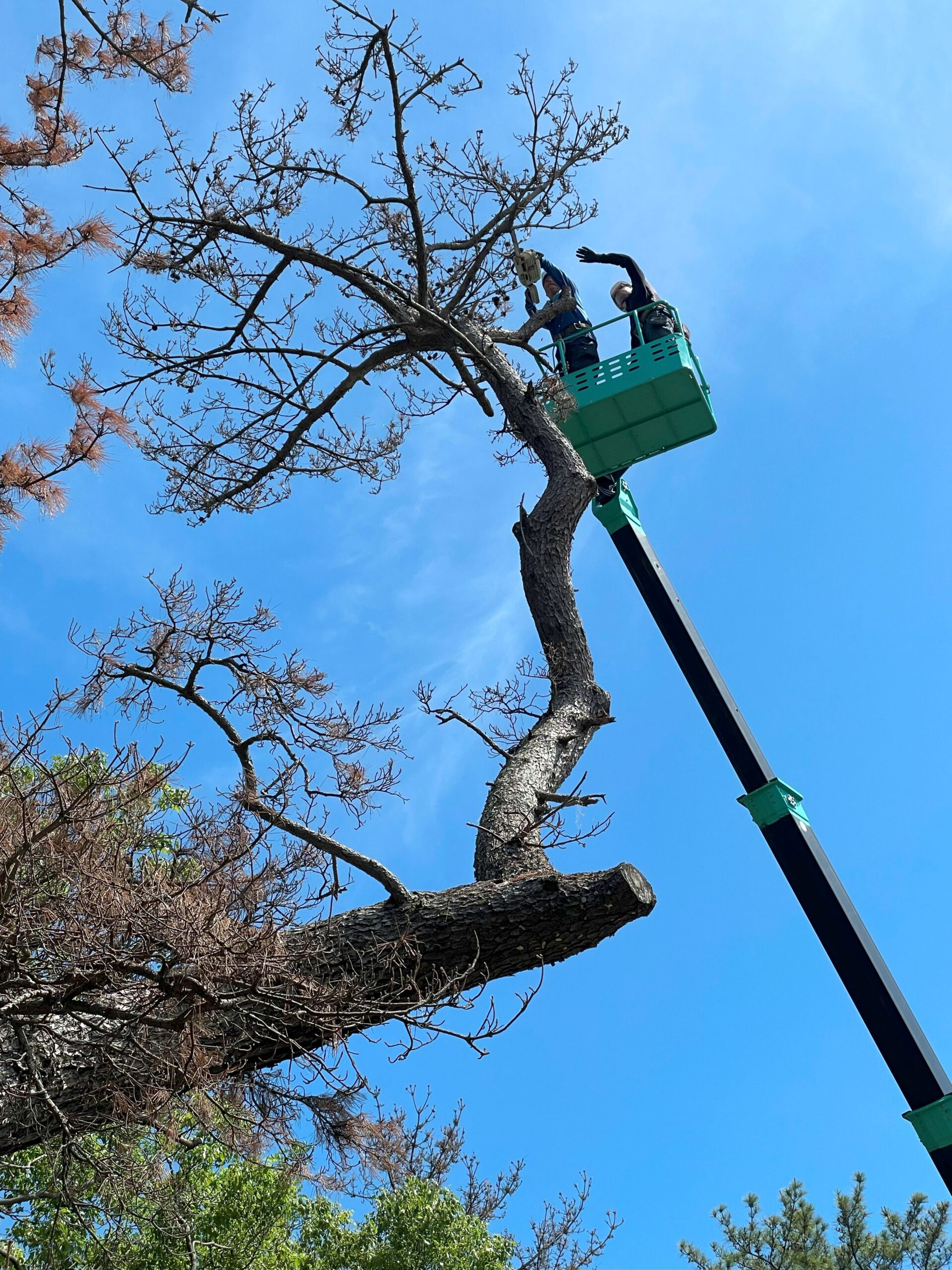 静岡市駿河区｜松くい虫被害による枯れた松の高木伐採