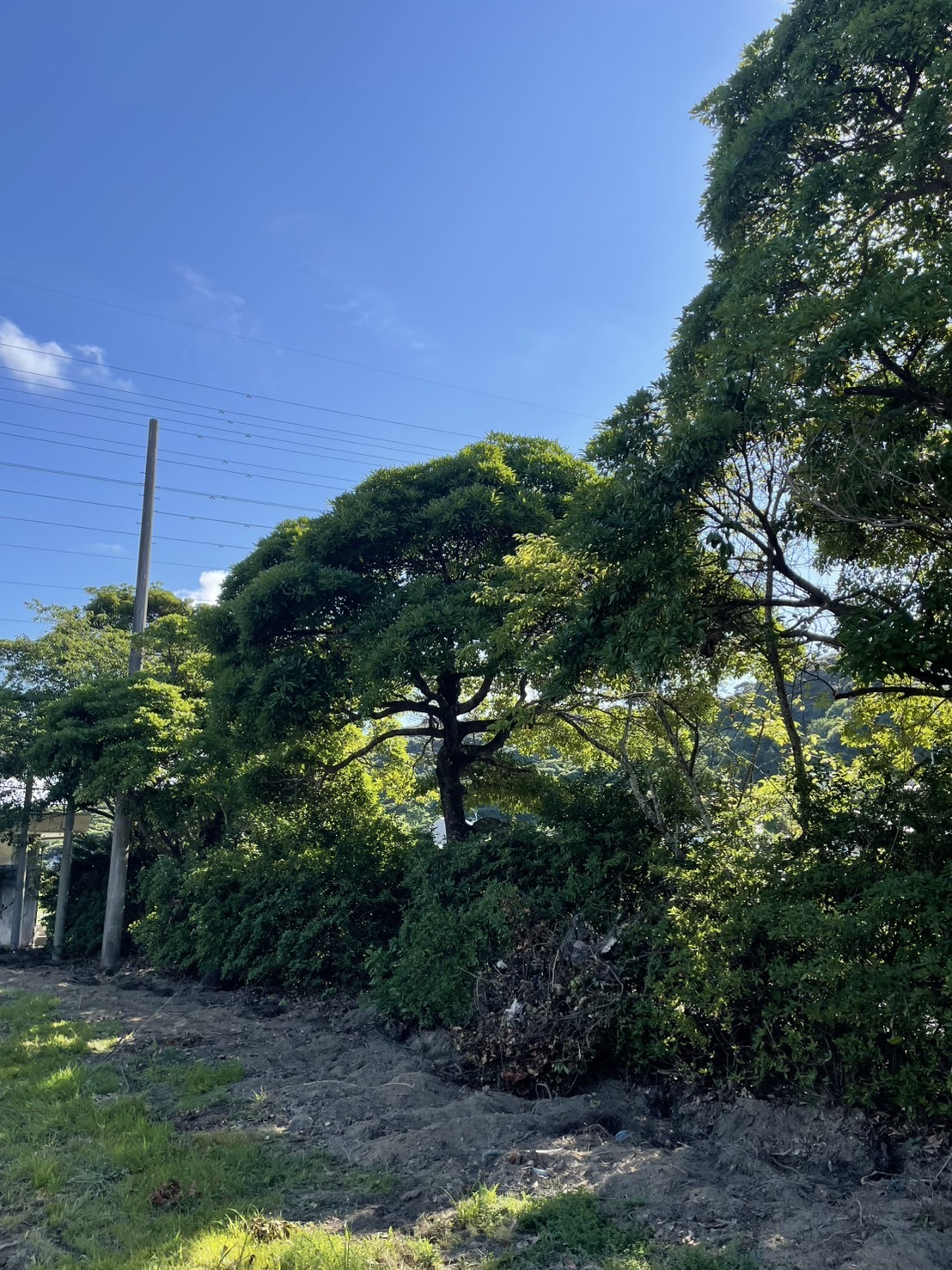 伐採
