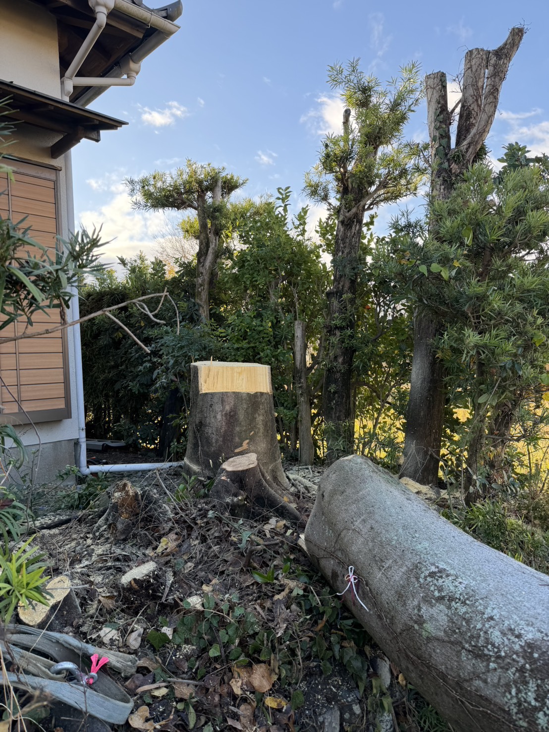 樹齢100年を超えるケヤキの伐採工事（島田市）