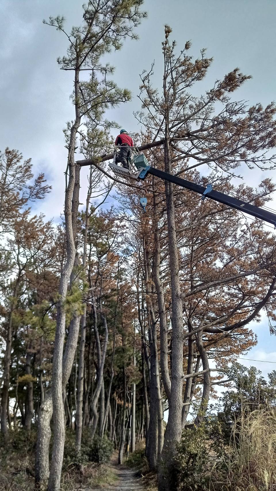 枯松の伐採工事を安全施工しました（牧之原市）