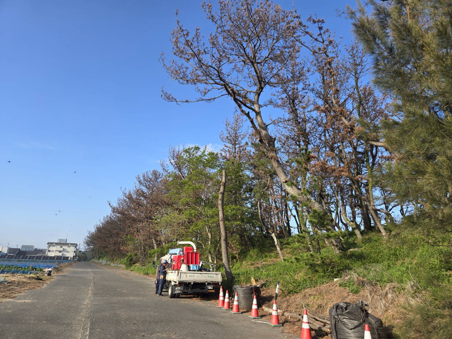 枯松の伐採作業を行いました（牧之原市）